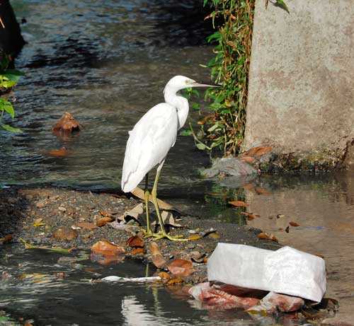 Редкие птицы из Красной книги России - список, характеристика и фото