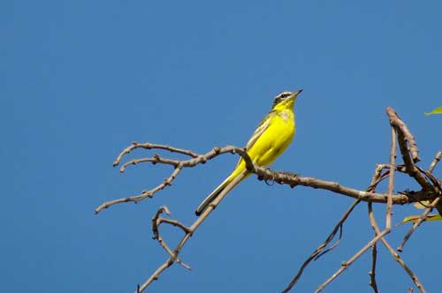 Птицы средней полосы России - список, характеристика и фото