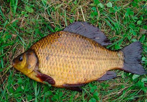 Какая рыба водится в  пресных водоемах России - список, характеристика и фото