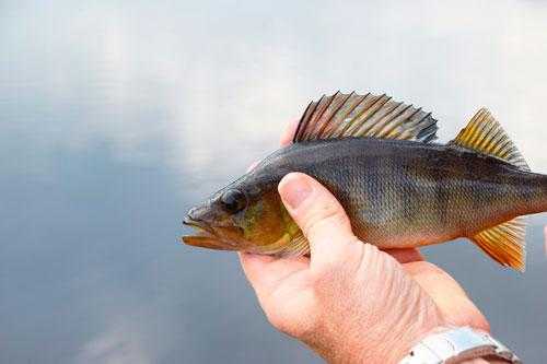Какая рыба водится в  пресных водоемах России - список, характеристика и фото
