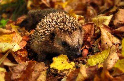 Примеры сезонных явлений живой и неживой природы