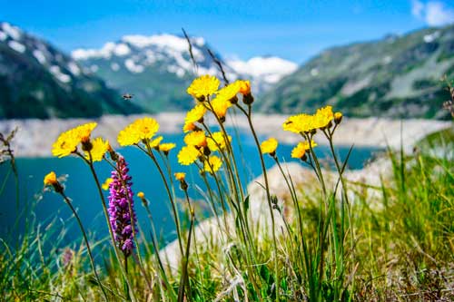 Связь между объектами живой и неживой природой - примеры, схема и фото