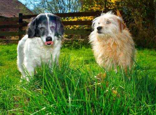 Каково значение животных в природе и жизни человека? 20 примеров, почему животные важны