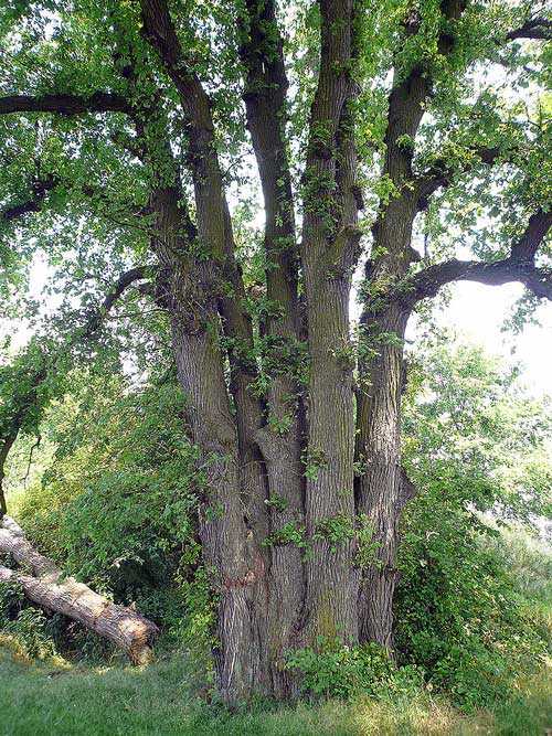 Растительный мир Московской области - список, характеристика и фото