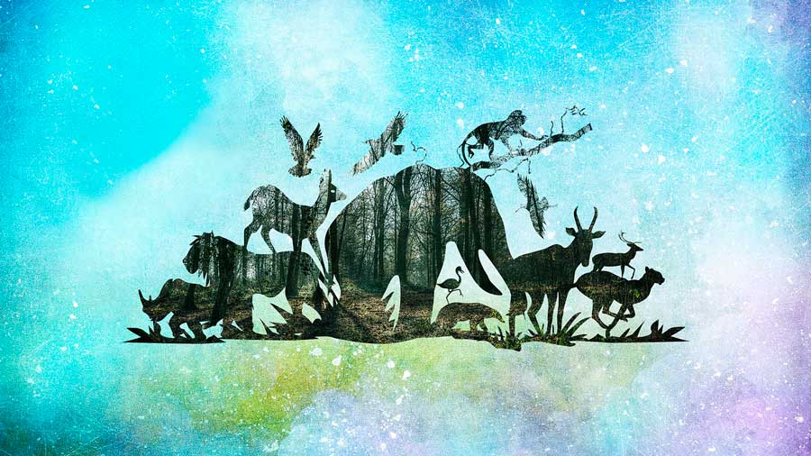 группы животных