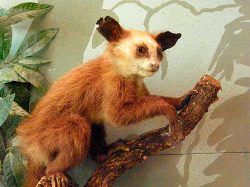 Мадагаскарская руконожка, или ай-ай - факты, характеристика и фото