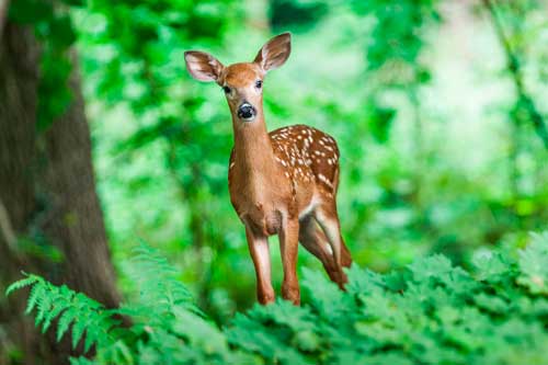 Связь между объектами живой и неживой природой - примеры, схема и фото
