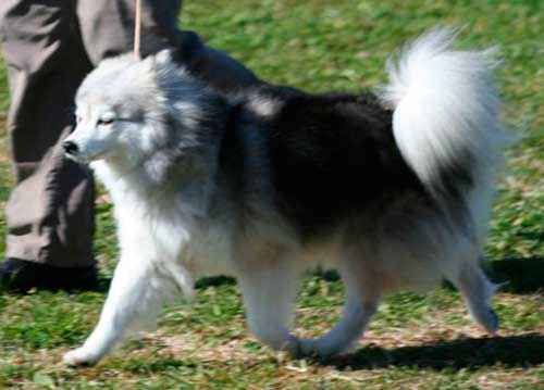 Какие породы собак похожи на лис - список, характеристика и фото