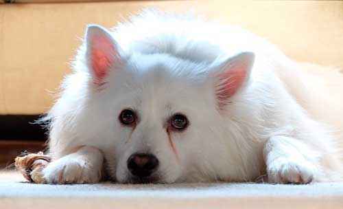 Какие породы собак похожи на лис - список, характеристика и фото