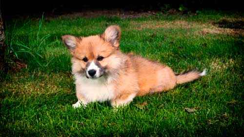 Какие породы собак похожи на лис - список, характеристика и фото