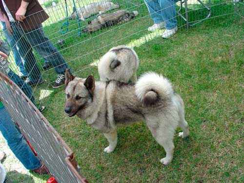 Какие породы собак похожи на лис - список, характеристика и фото