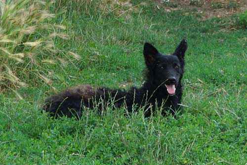 Какие породы собак похожи на лис - список, характеристика и фото