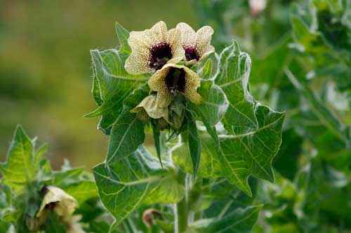 Какие ядовитые растения произрастают в России - список, характеристика и фото