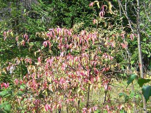 Какие растения произрастают в лесной зоне России - список, характеристика и фото