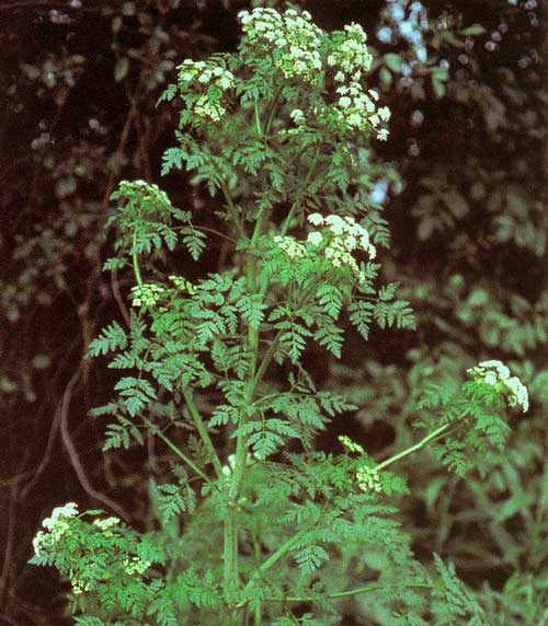 Какие ядовитые растения произрастают в России - список, характеристика и фото