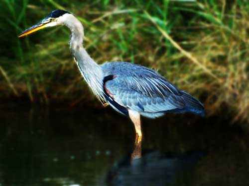 Животные синего или голубого цвета - примеры, фото и описание
