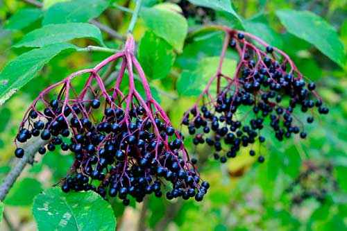 Какие растения произрастают в лесной зоне России - список, характеристика и фото