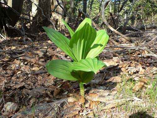Какие ядовитые растения произрастают в России - список, характеристика и фото