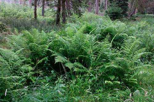 Какие растения произрастают в лесной зоне России - список, характеристика и фото