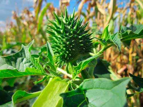 Какие ядовитые растения произрастают в России - список, характеристика и фото