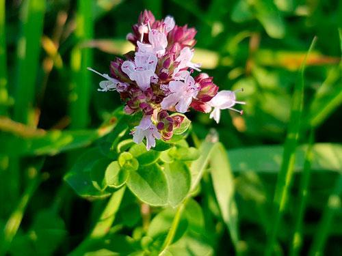 Растительный мир Новосибирской области - список, характеристика и фото