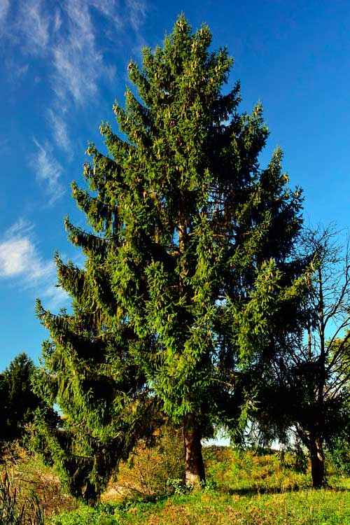 Какие растения произрастают в лесной зоне России - список, характеристика и фото