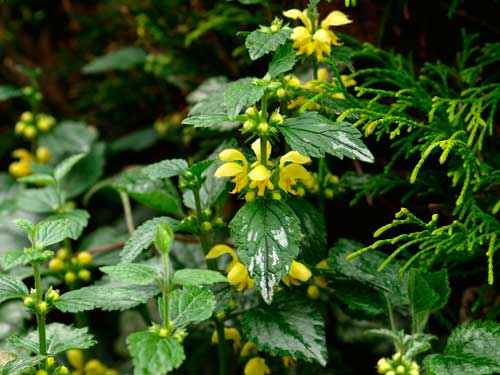 Какие растения произрастают в лесной зоне России - список, характеристика и фото