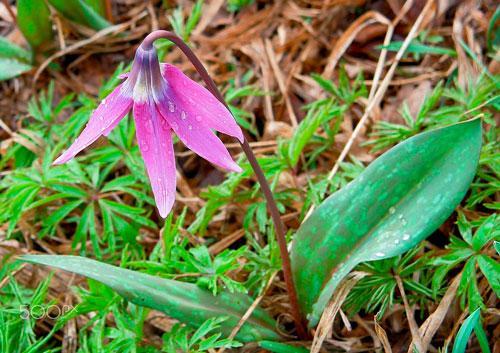 Растительный мир Новосибирской области - список, характеристика и фото