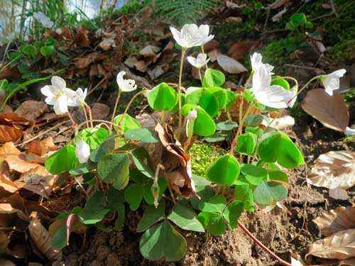 Какие растения произрастают в лесной зоне России - список, характеристика и фото