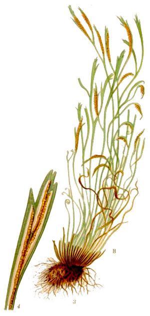 Растительный мир Новосибирской области - список, характеристика и фото