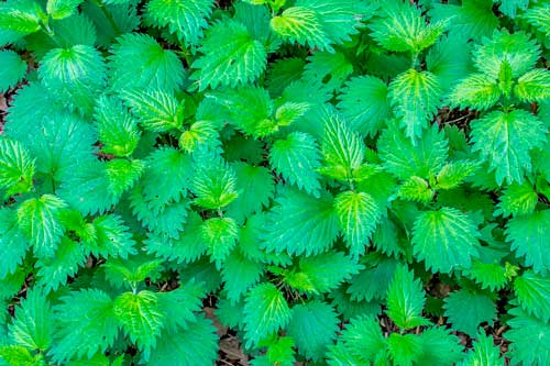 Какие лекарственные растения произрастают в России - список, характеристика и фото