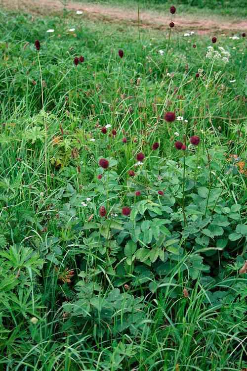 Растительный мир Новосибирской области - список, характеристика и фото