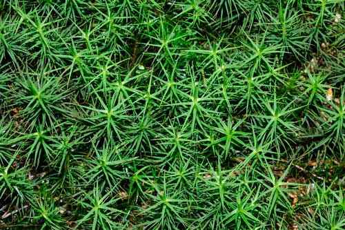 Какие растения произрастают в лесной зоне России - список, характеристика и фото