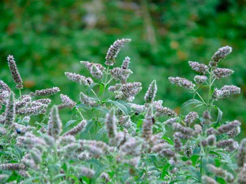 Какие лекарственные растения произрастают в России - список, характеристика и фото