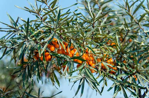 Какие лекарственные растения произрастают в России - список, характеристика и фото