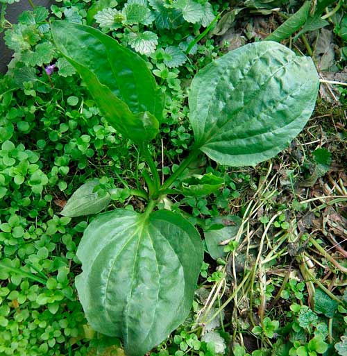 Какие лекарственные растения произрастают в России - список, характеристика и фото