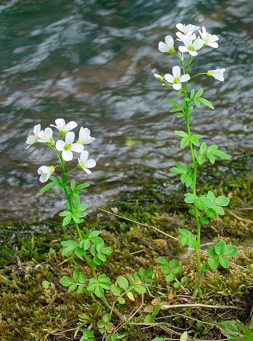 Растительный мир Новосибирской области - список, характеристика и фото