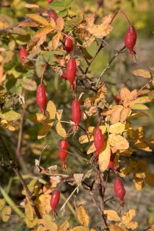 Растительный мир Новосибирской области - список, характеристика и фото