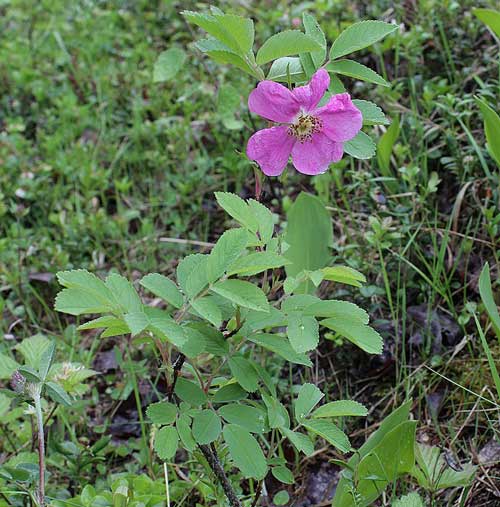 Какие лекарственные растения произрастают в России - список, характеристика и фото
