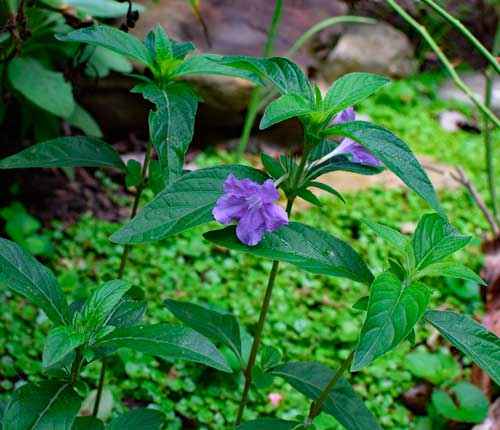 Какие растения произрастают в лесной зоне России - список, характеристика и фото