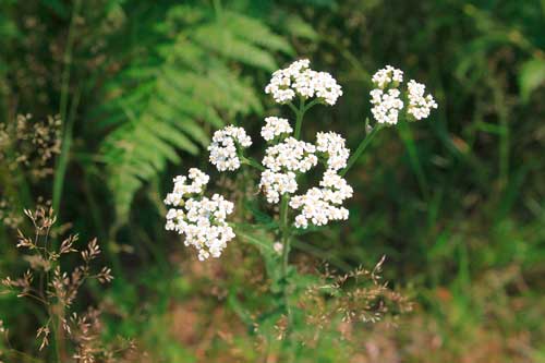 Какие лекарственные растения произрастают в России - список, характеристика и фото