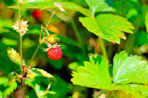 Какие растения произрастают в лесной зоне России - список, характеристика и фото