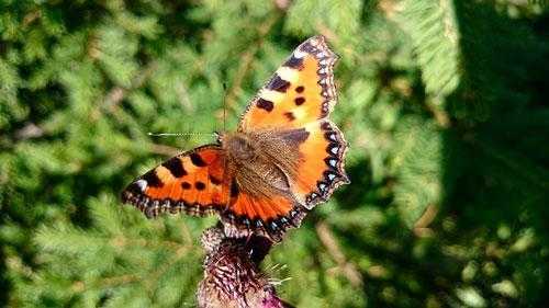 Животный мир Новосибирской области - список, характеристика и фото