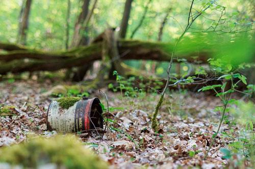 Глобальные проблемы леса и пути их решения