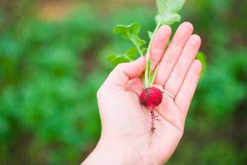 Хозяйственная деятельность людей - виды, примеры и роль