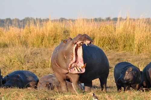 Какие виды животных самые опасные на Земле - список, характеристика и фото