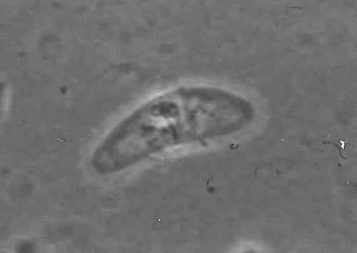 Какие виды животных самые маленькие на Земле - список, характеристика и фото