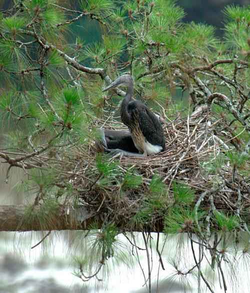 Какие виды животных самые редкие на Земле — список, характеристика и фото