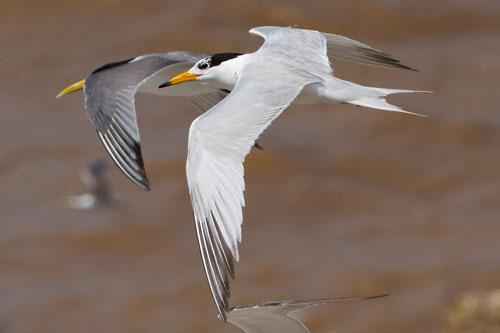 Какие виды животных самые редкие на Земле — список, характеристика и фото