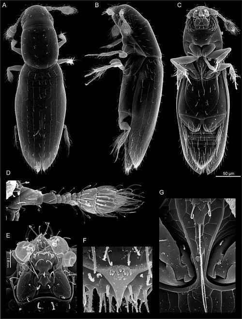 Какие виды животных самые маленькие на Земле - список, характеристика и фото